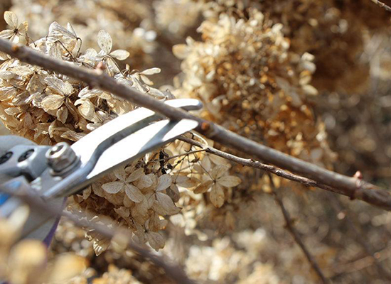 hydrange being pruned
