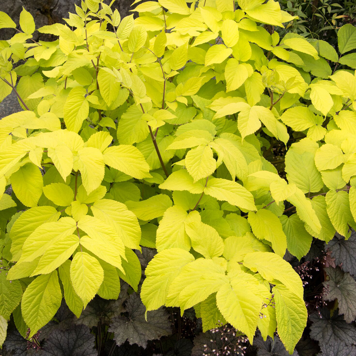 chartreuse foliage of gotemba aralia is a great contrast against dark foliage