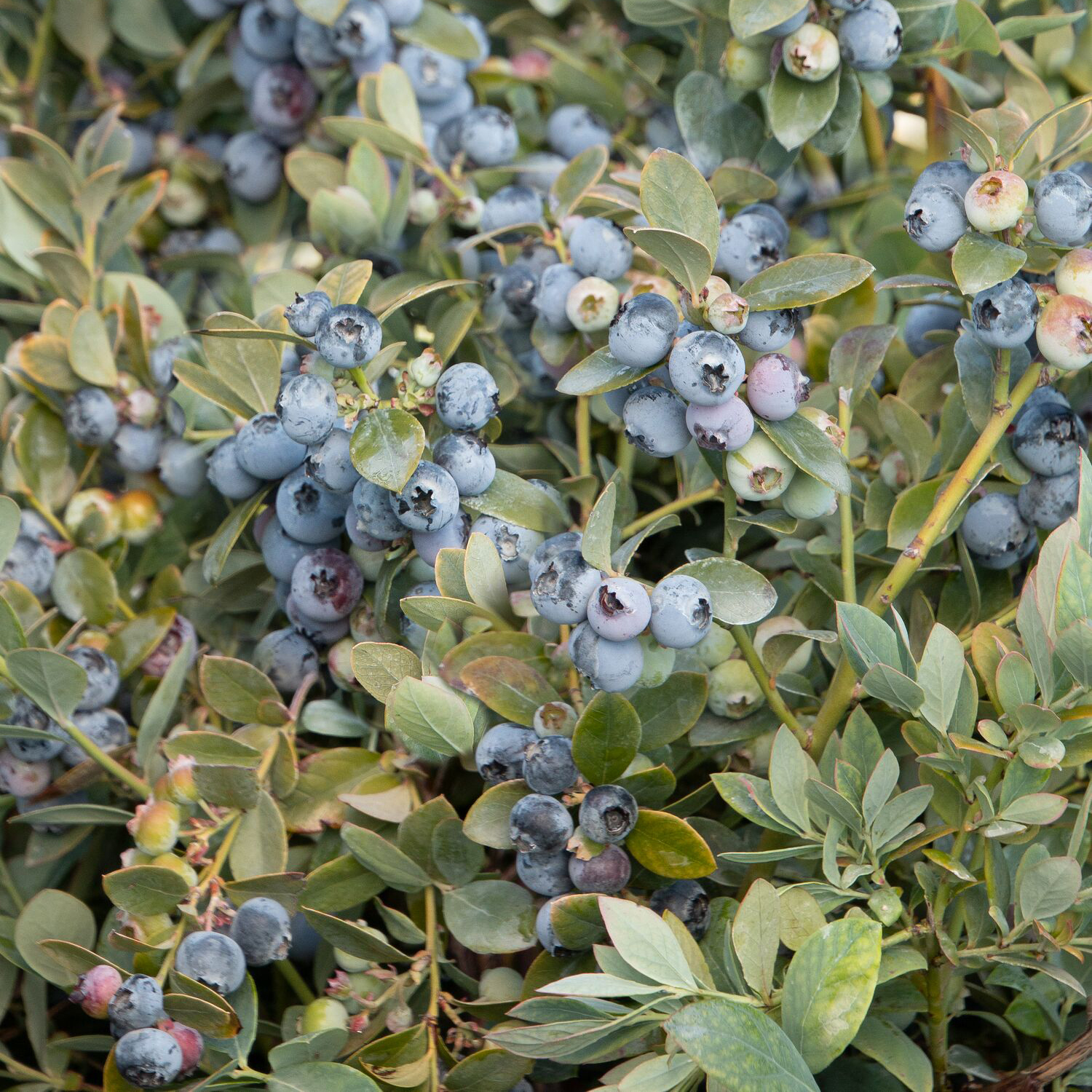 5623_Vaccinium_corymbosum_FLX-2_Bountiful_Blue_5814