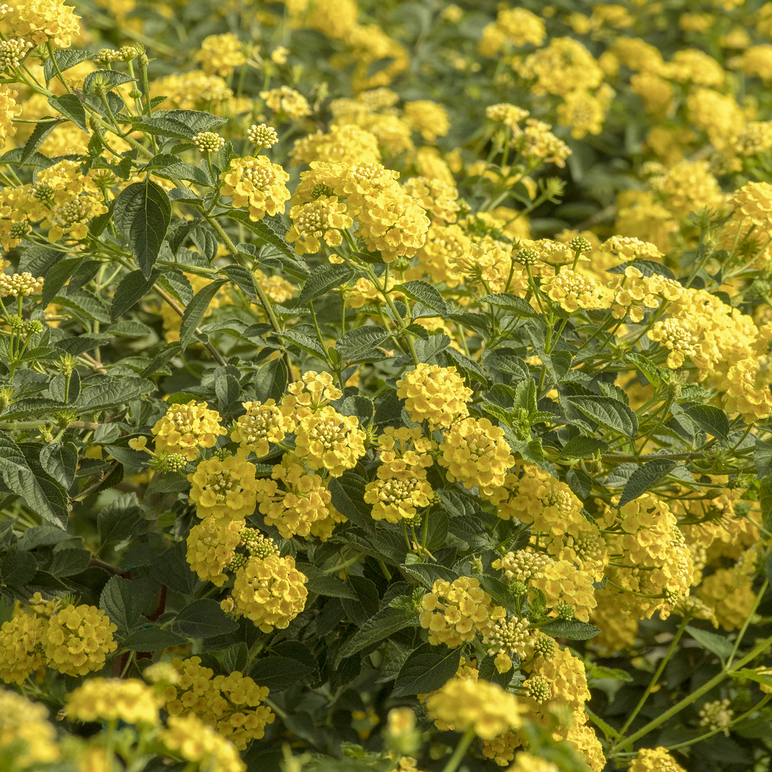 chapel hill yellow lantana flowers