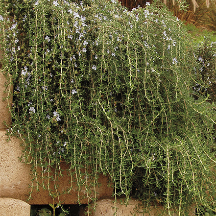 green rosemary foliage cascading over a wall