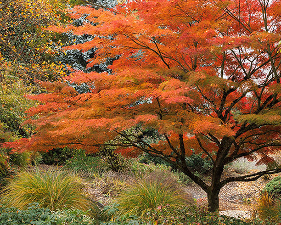 japanese maple