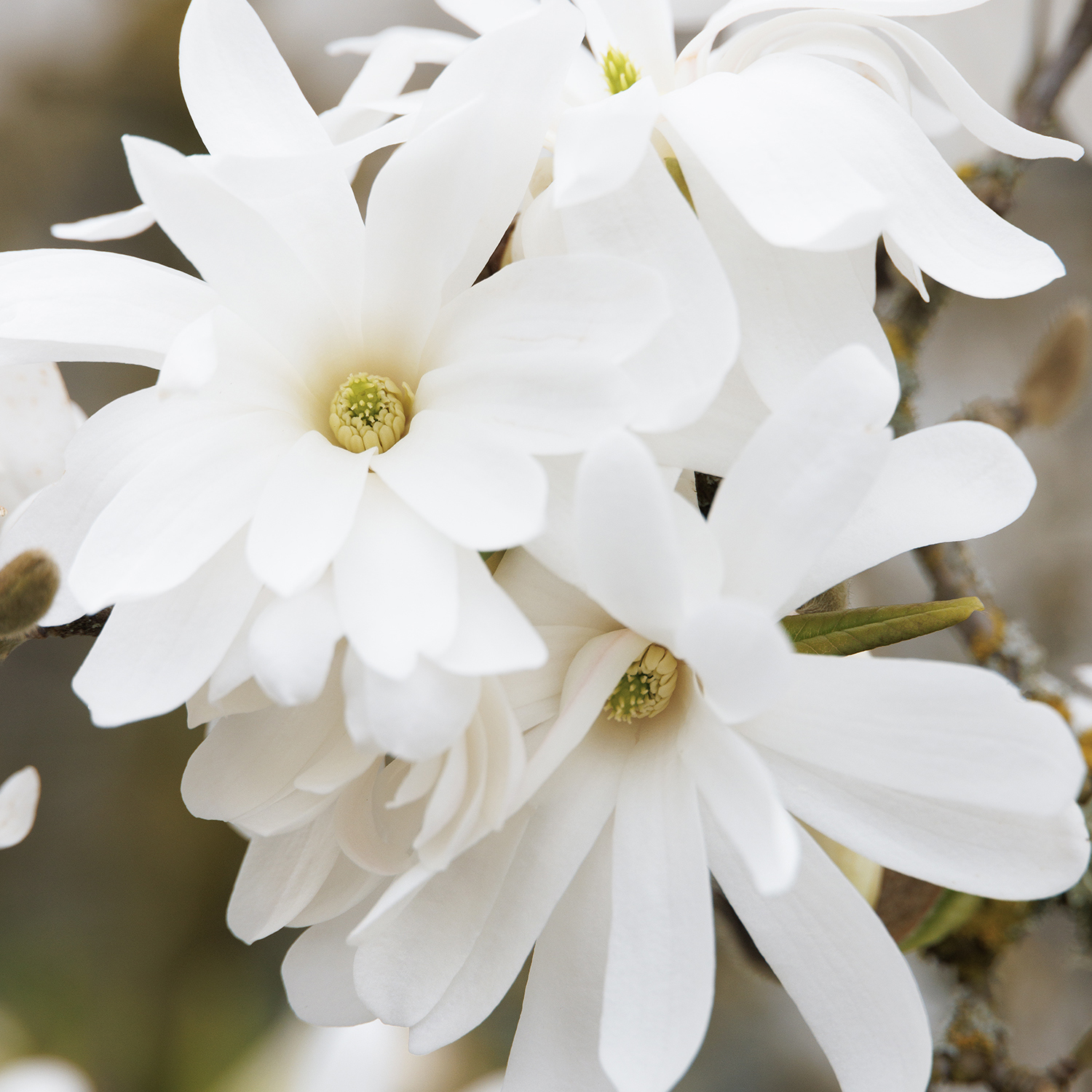 6040_Magnolia_stellata_Royal_Star__0581MNC_1