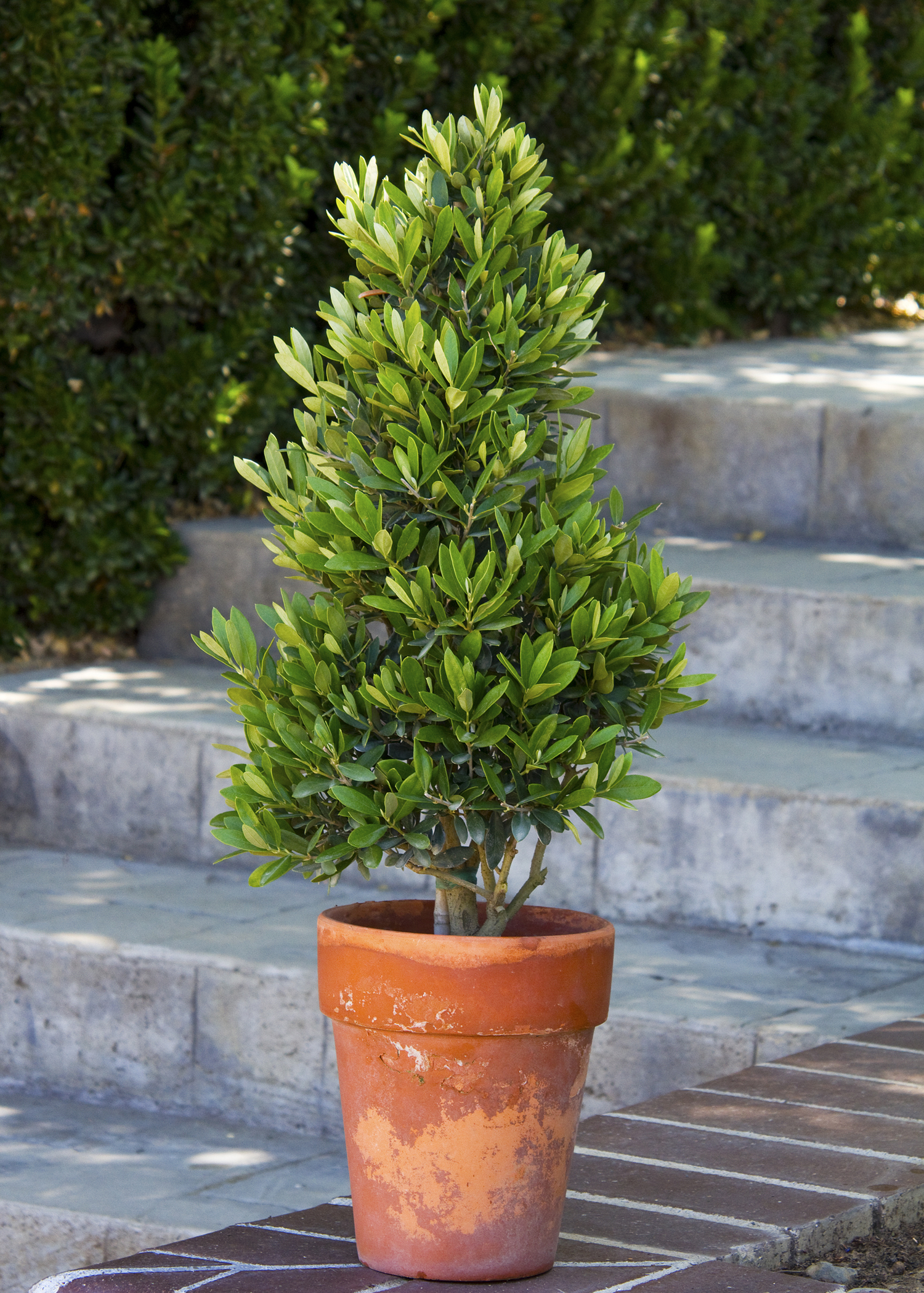 little ollie dwarf olive