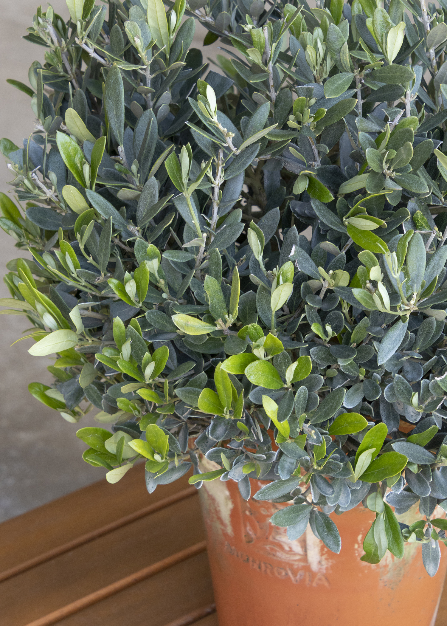 6304_olea_europaea_montra_little_ollie_2250_copy