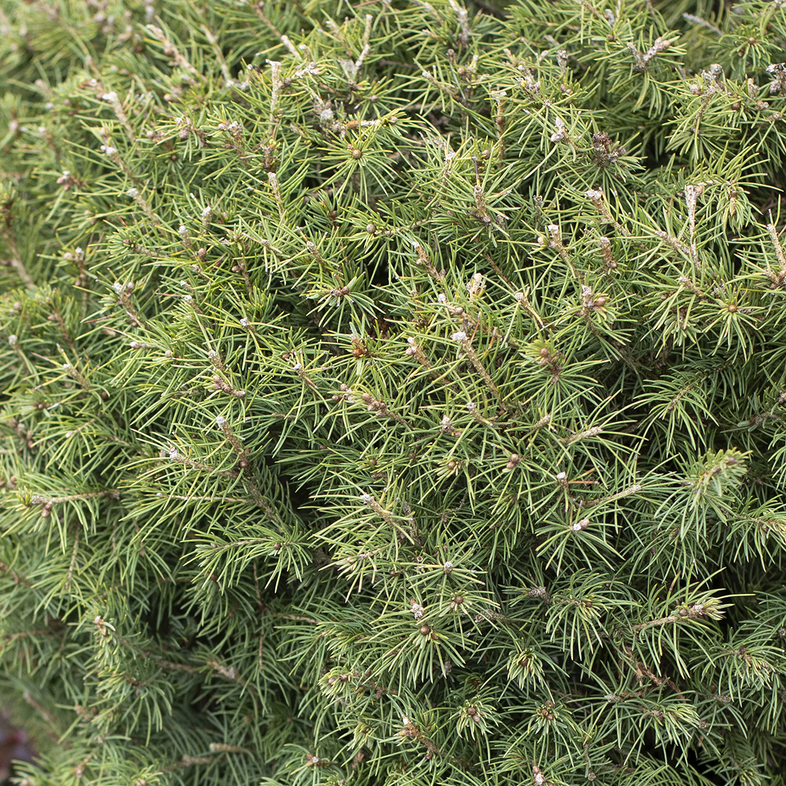 6462_Picea_glauca_Conica_3779_Gaultheria_procumbens_container_117MNC_1