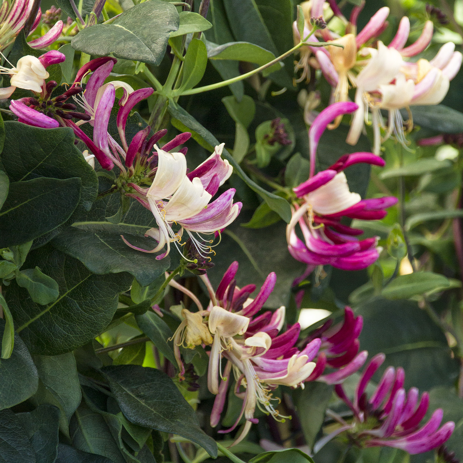 peaches and cream honeysuckle flowers