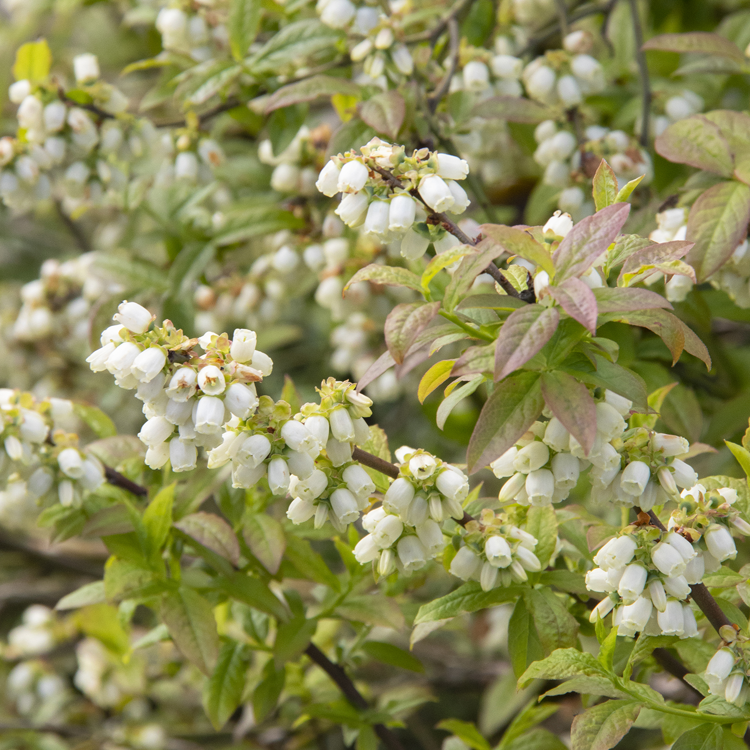 7374_Vaccinium_corymbosum_Patriot__2983_MNC_1