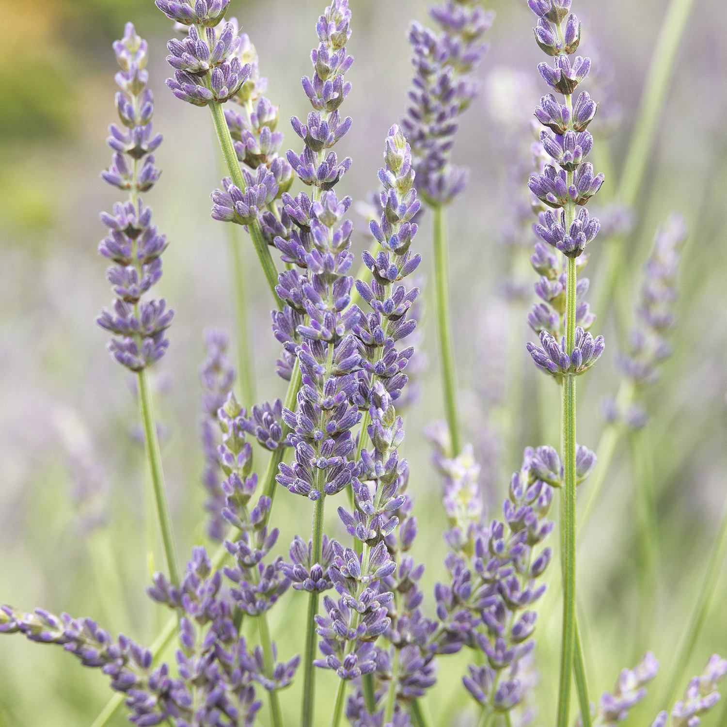 7423_Lavandula_intermedia_Riverina_Thomas__2497MNC