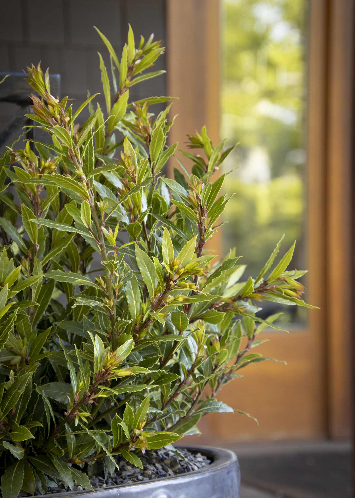 little ragu sweet bay