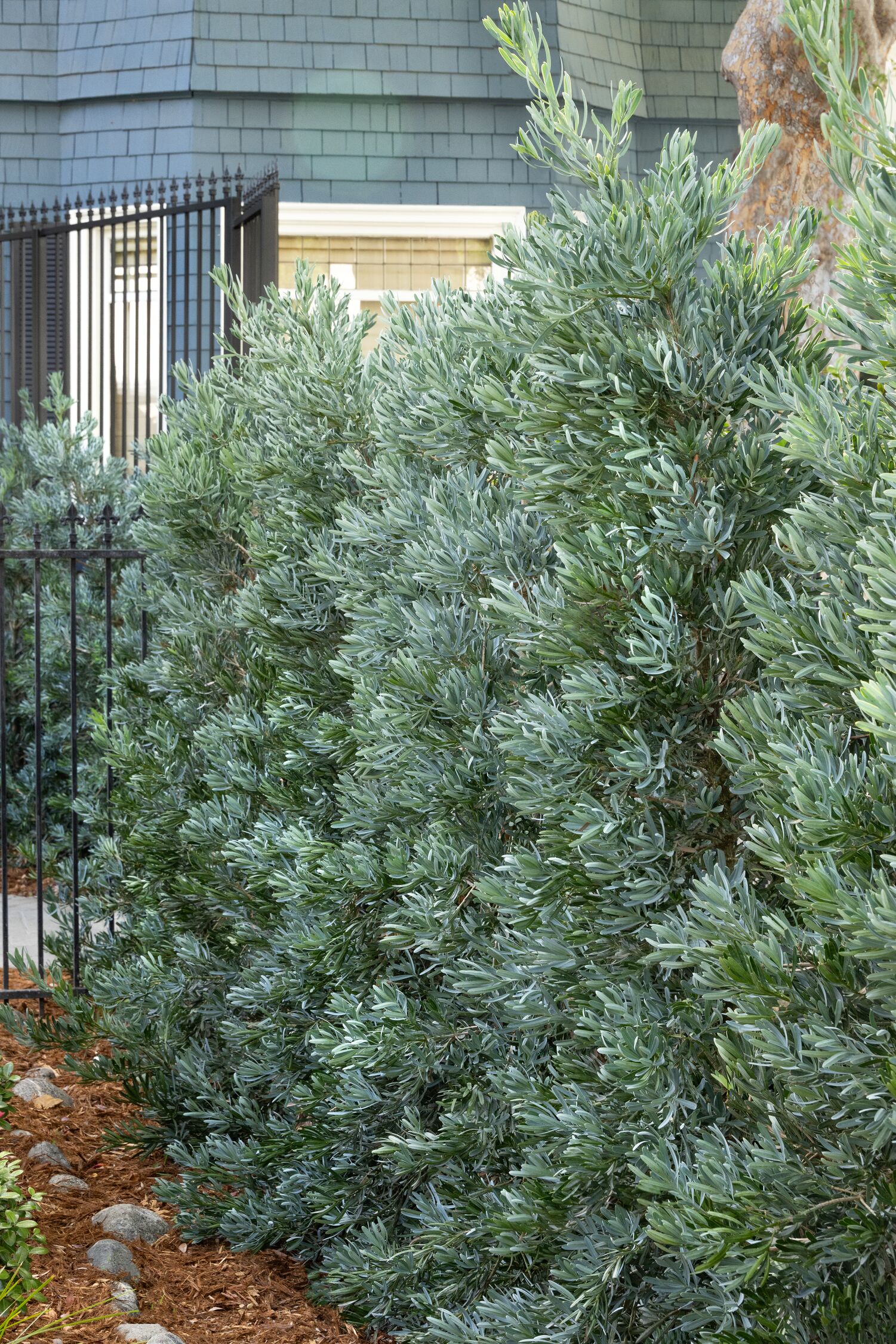 8655_Podocarpus_elongatus_Monmal_Icee_Blue_hedge_8194_MNC
