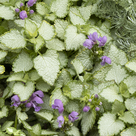 dead nettle groundcover with silvery leaves and purple flowers
