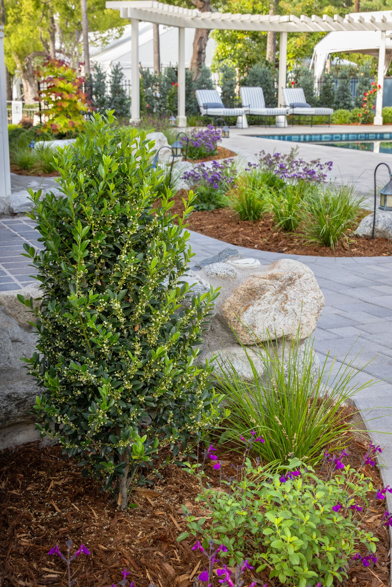 9265_Ilex_x_RutHol1_Emerald_Colonnade_8229_MNC
