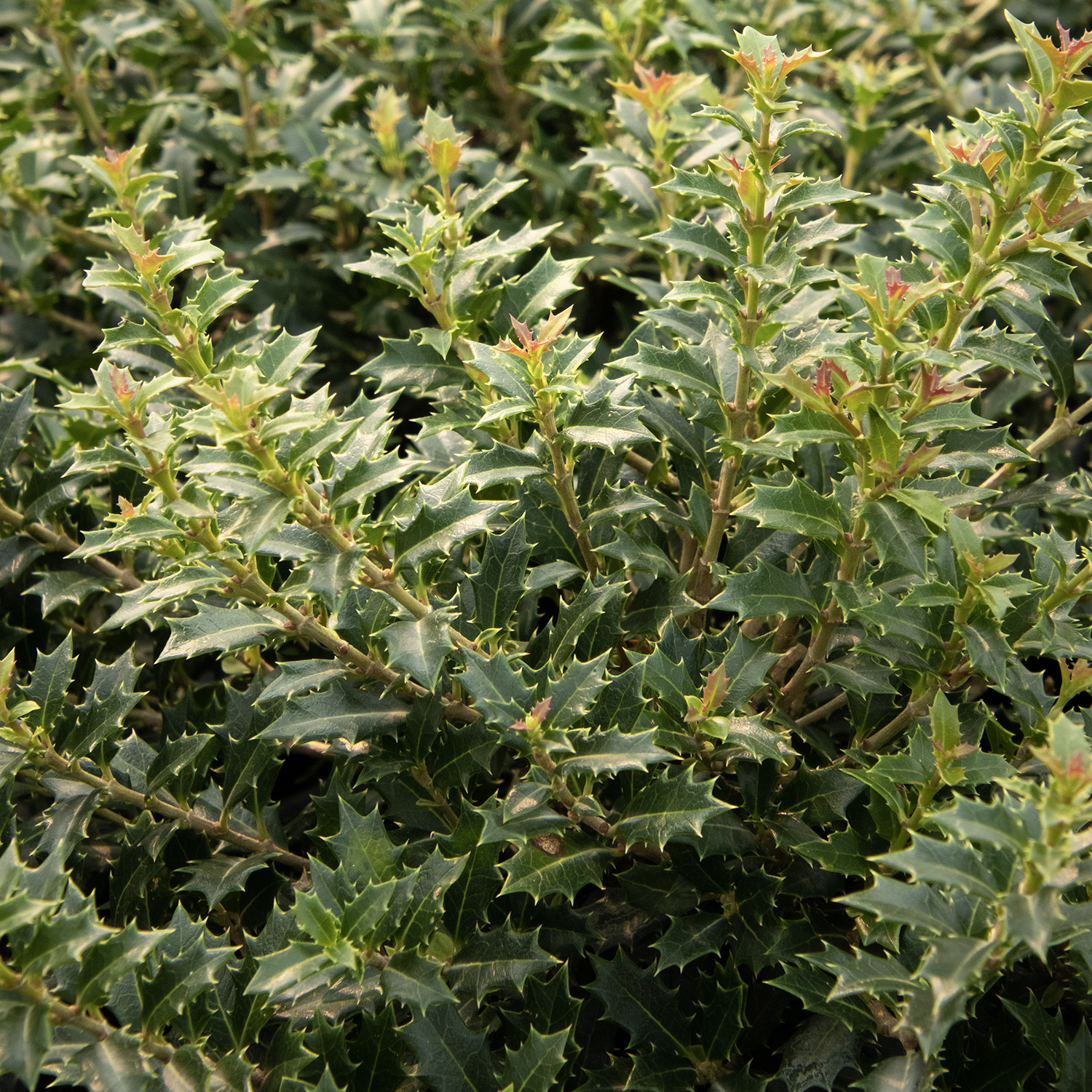 9636_osmanthus_delavayi_x_heterophylla_Asian_Essence_7158_2