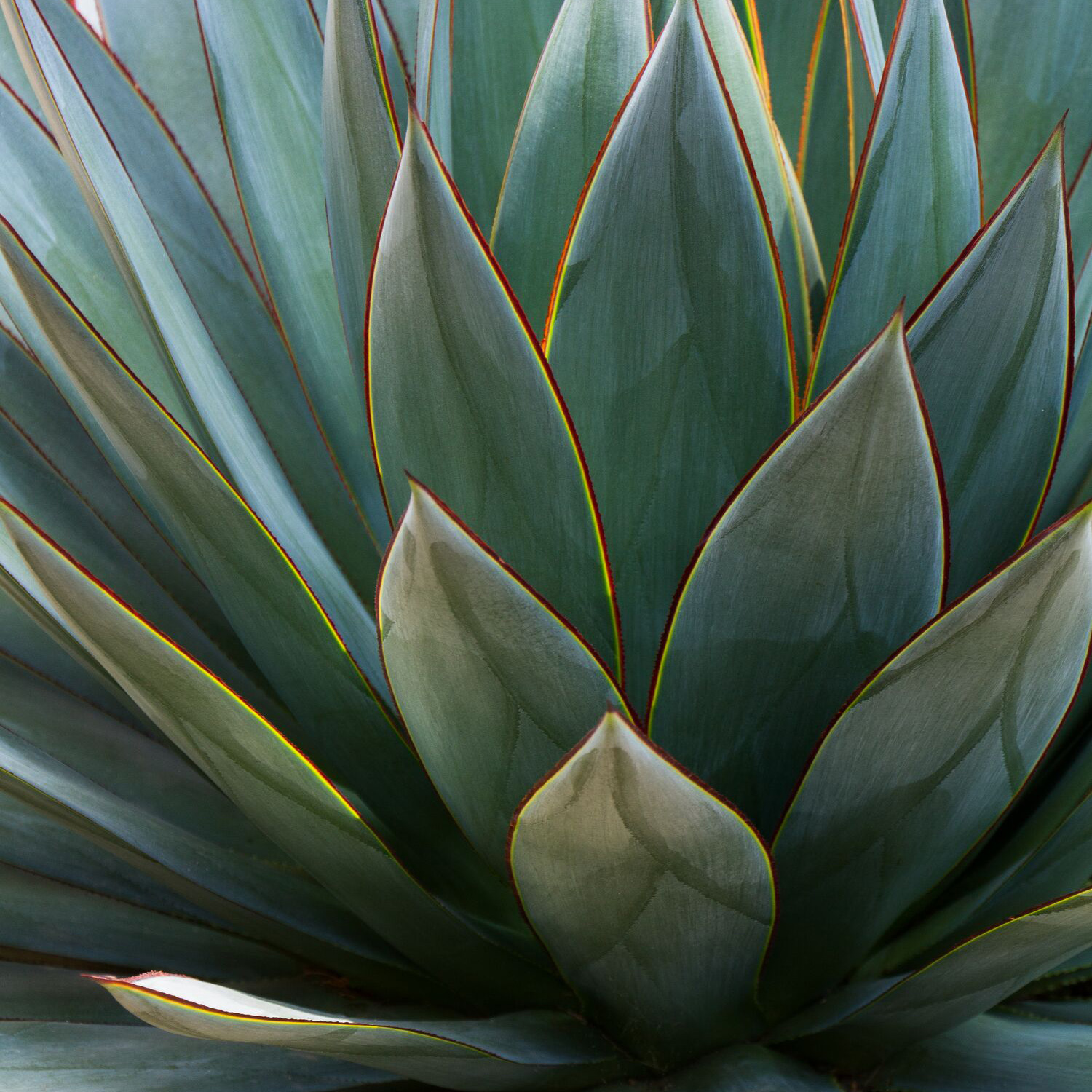 Agave 'Blue Glow'