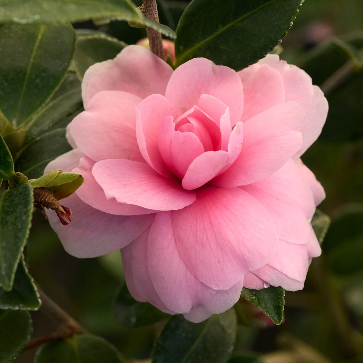 Chansonette's Blush Camellia