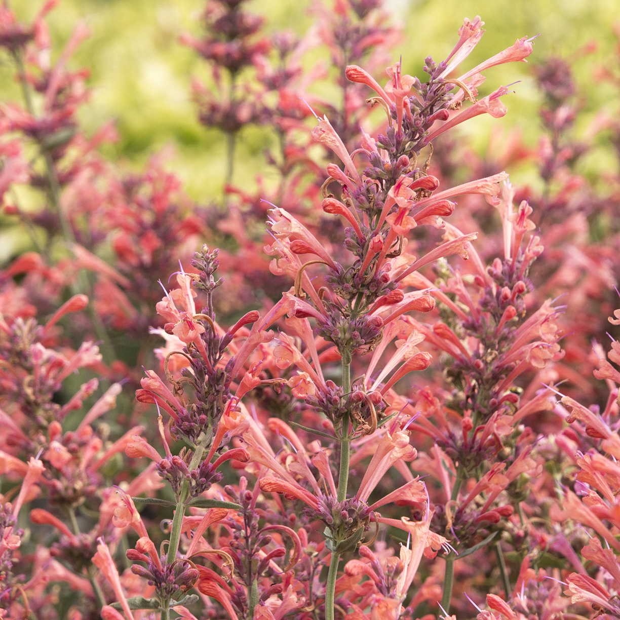 coral-pink agastache flowers