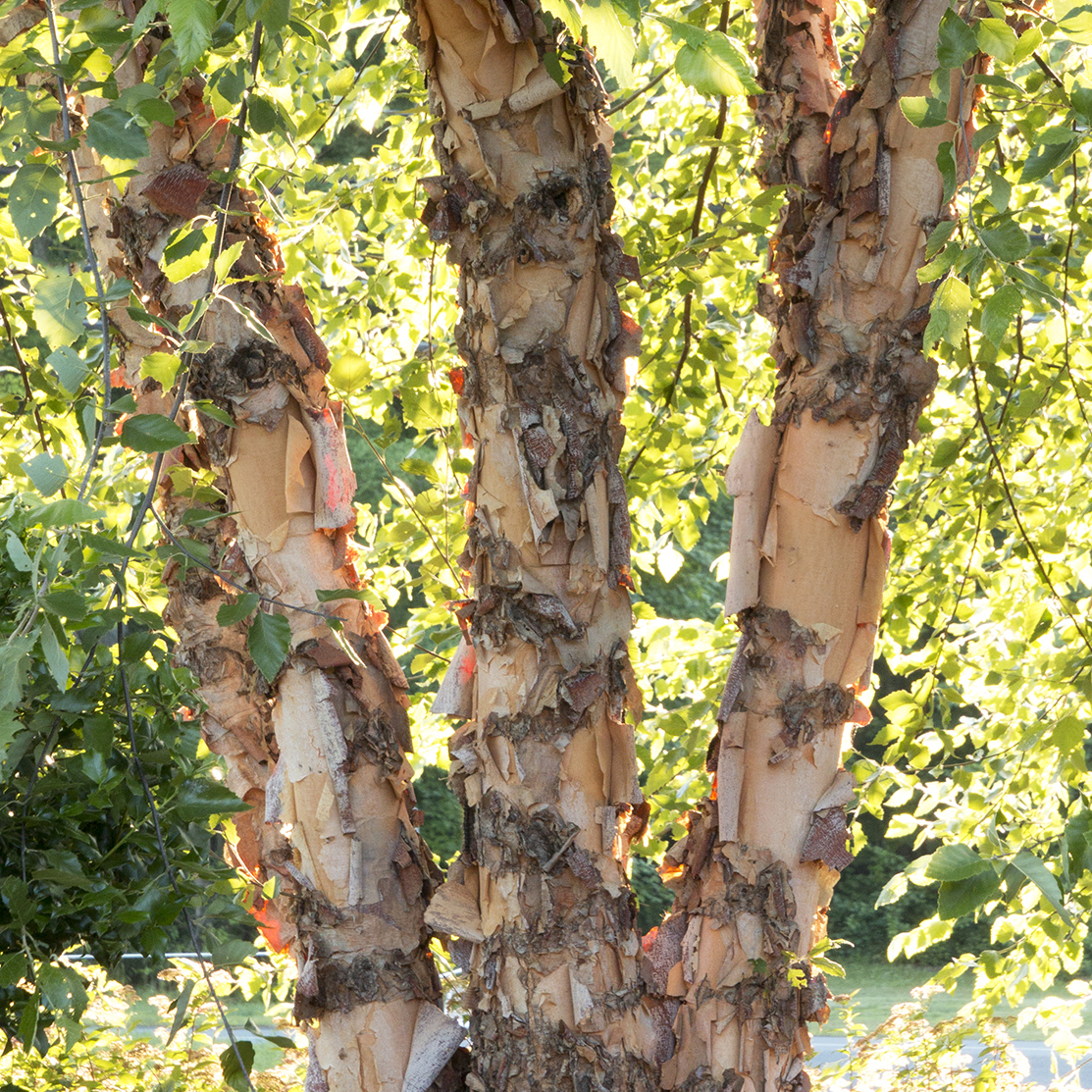 Bark of Heritage River Birch