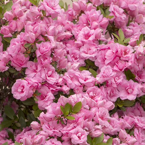 pink flowers of rosebud azalea