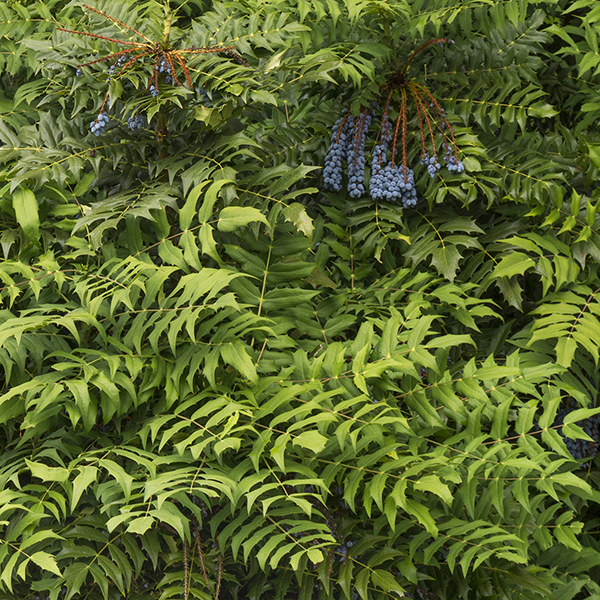 charity mahonia leaves and berries