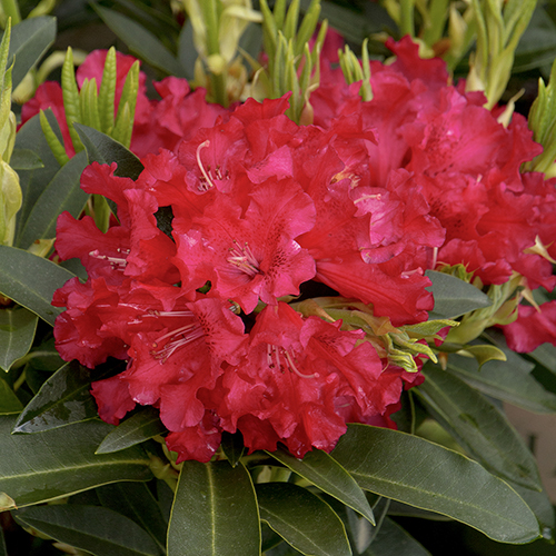 red rhododendron flowers