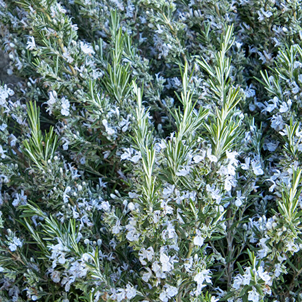 rosemary leaves and stem