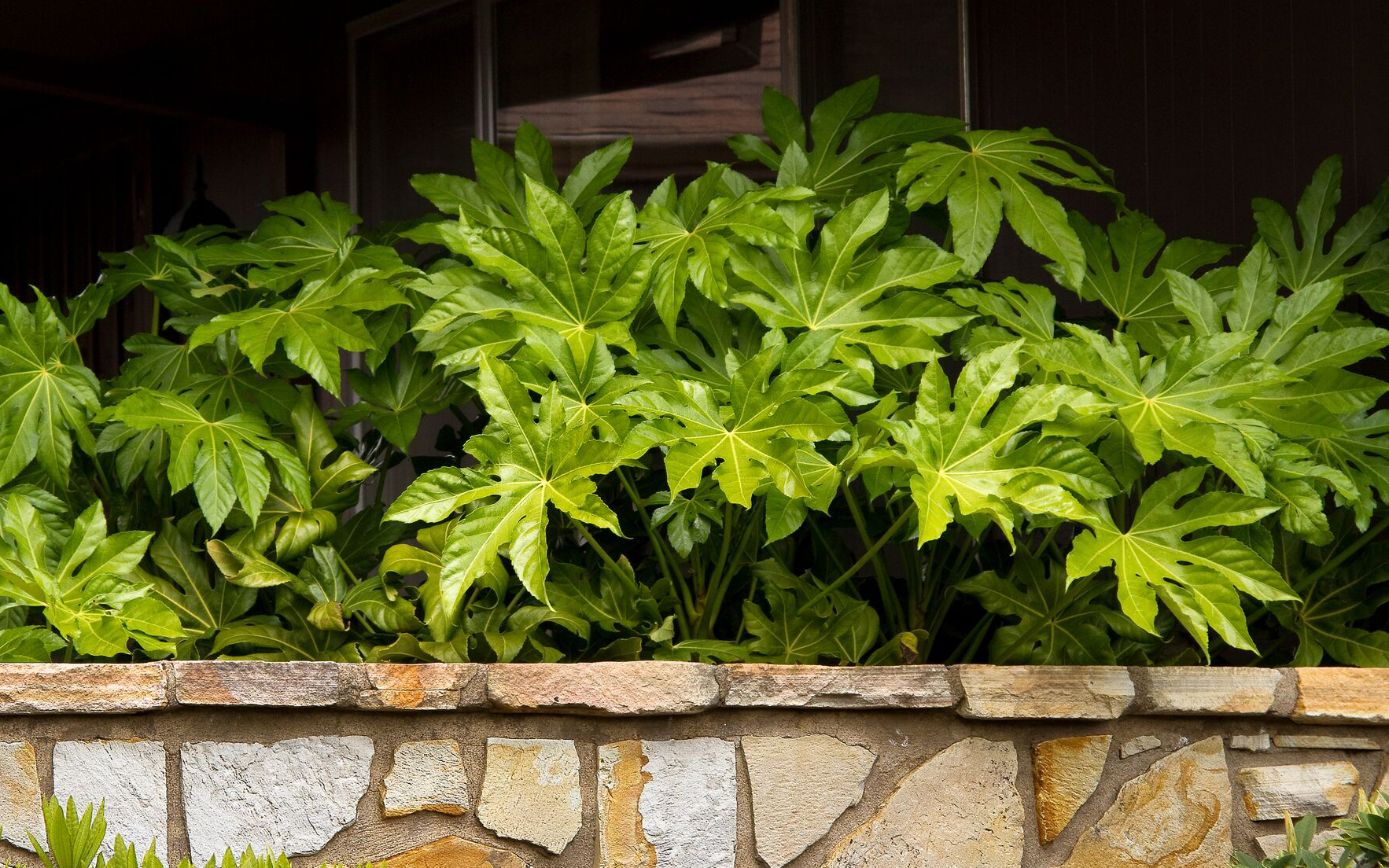 japanese aralia behind a stone wall