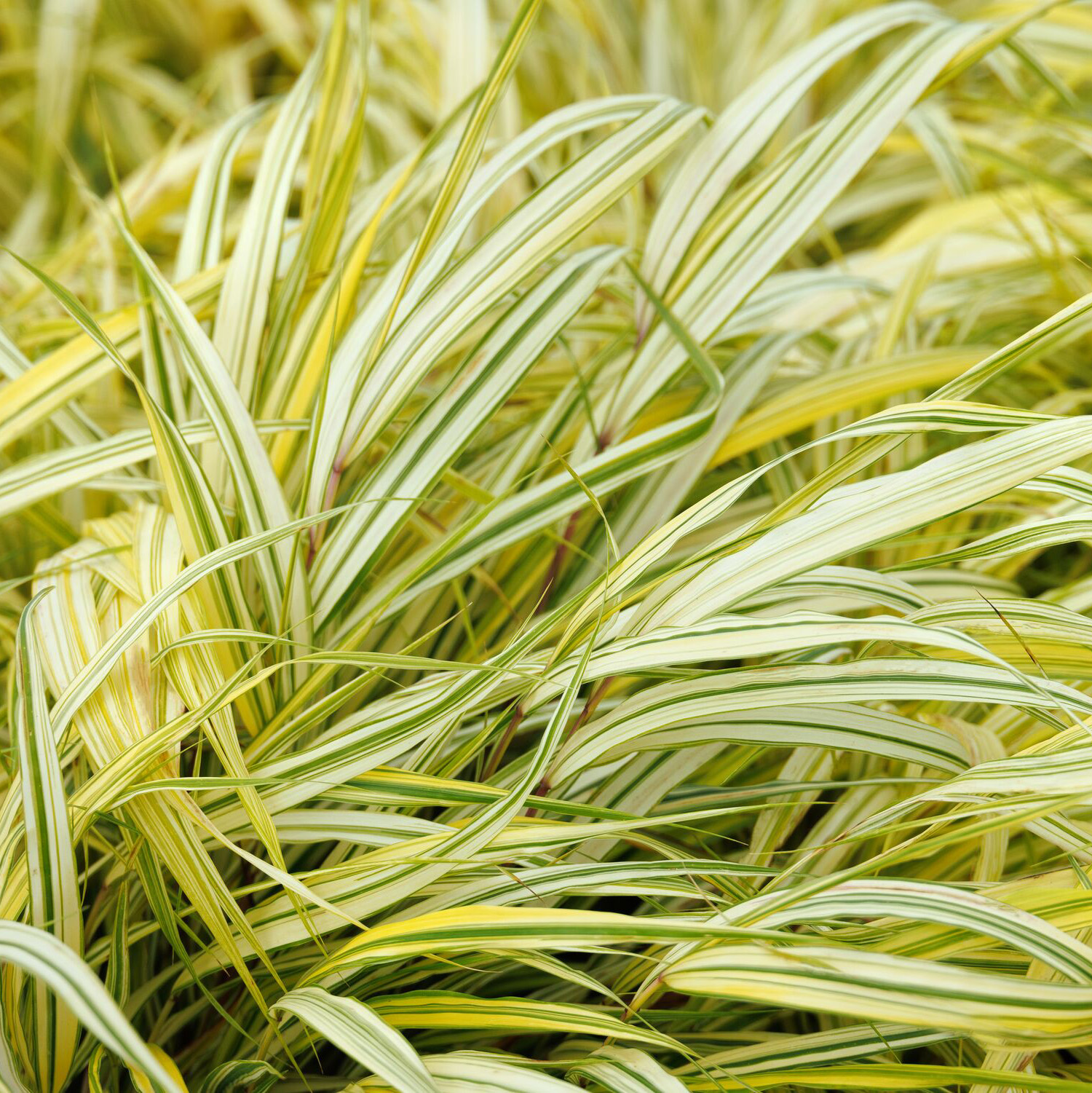 japanese forest grass