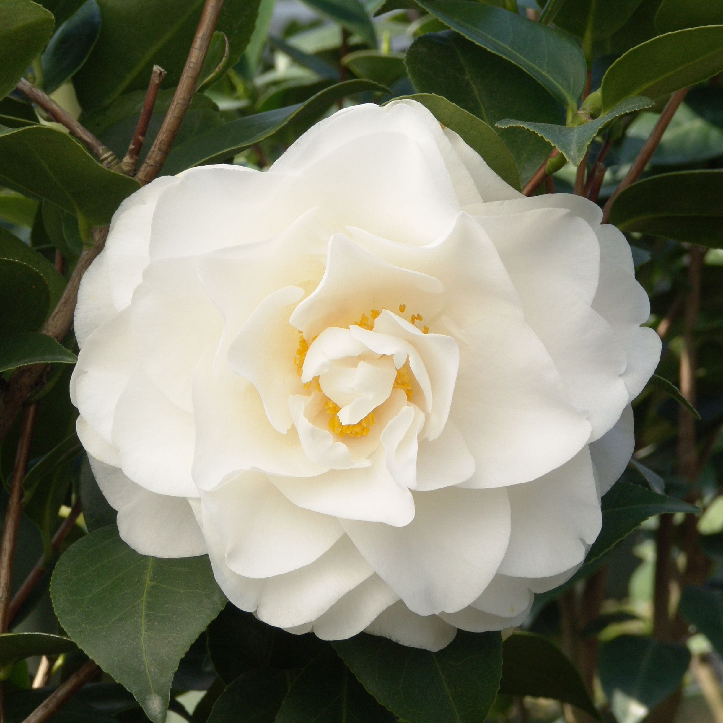Swan Lake® Camellia