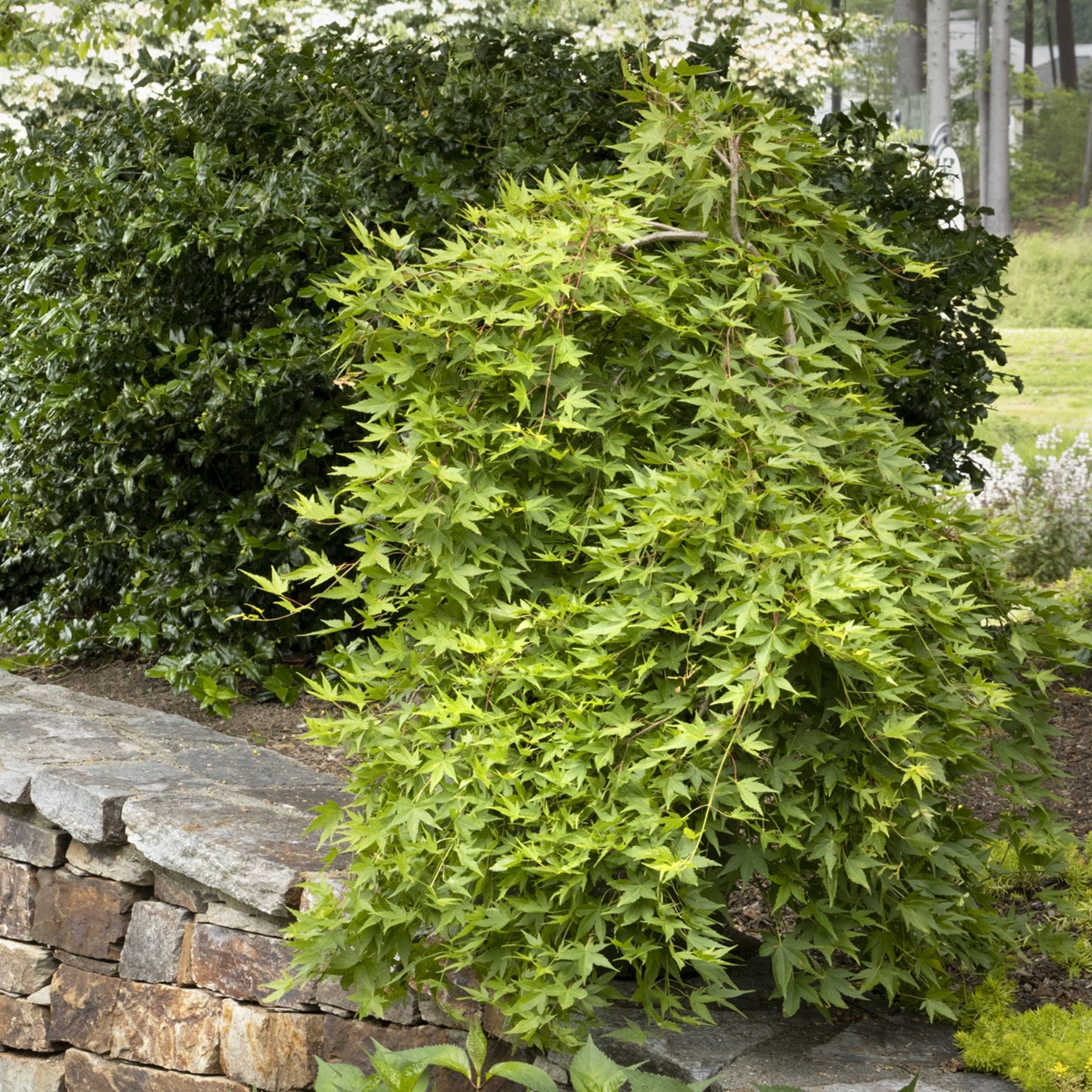 green, finely cut leaves of viridis Japanese maples