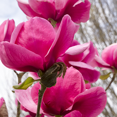 400sq_felix_magnolia_copy