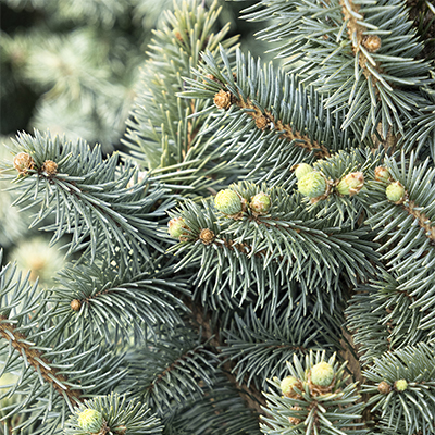 400sq_jeangenie_blue_spruce_copy