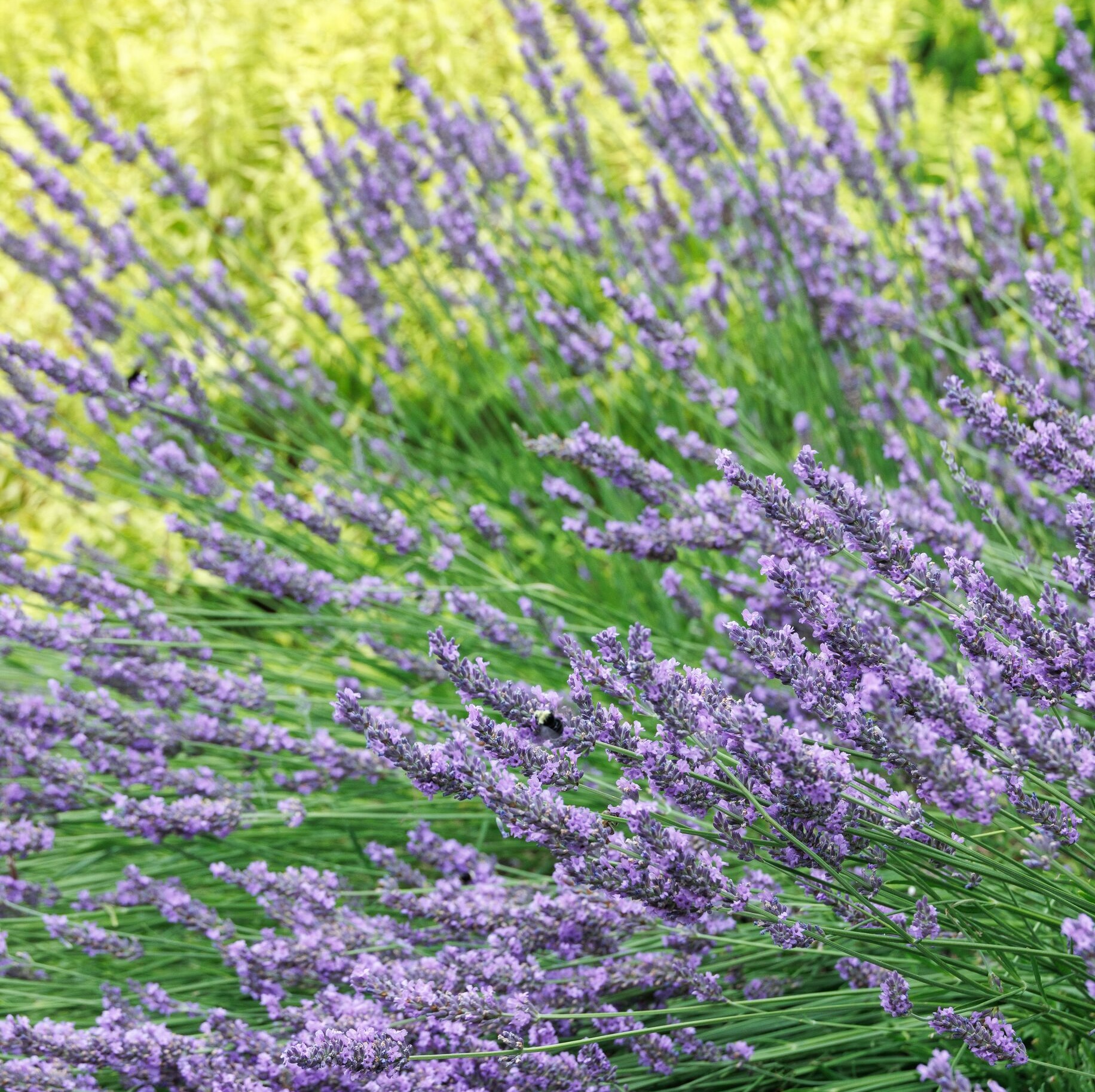 Phenomenal Lavender