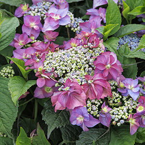 Seaside Serenade® Cape May Hydrangea Image