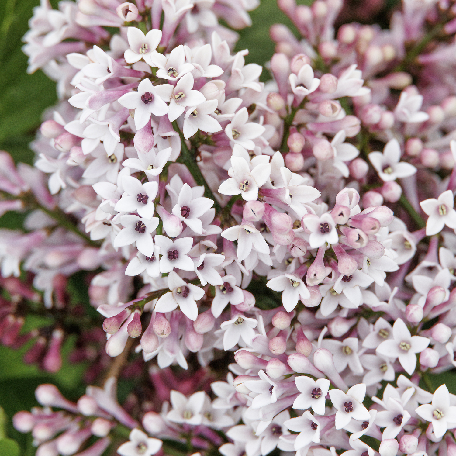 lilac flowers