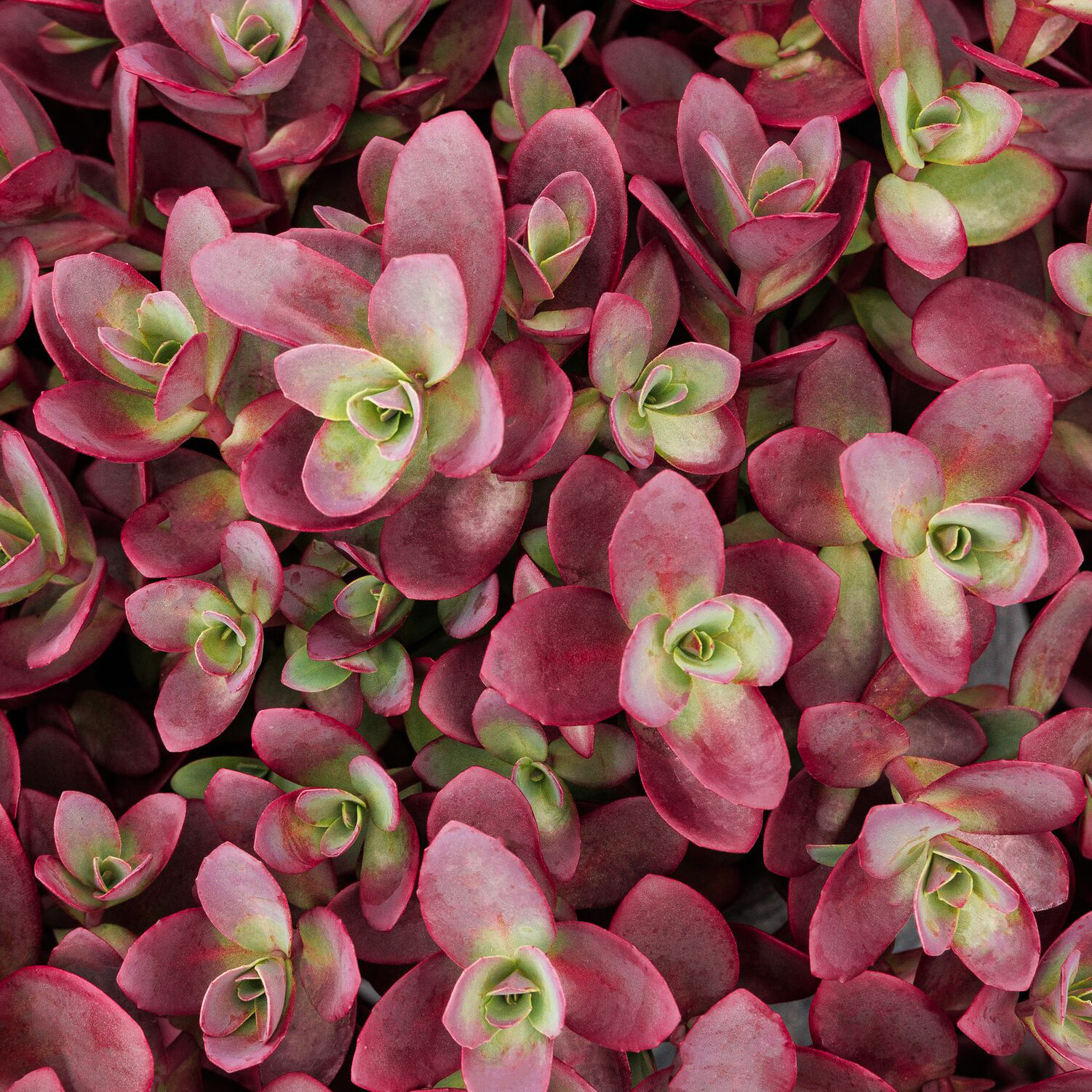 red succulent foliage