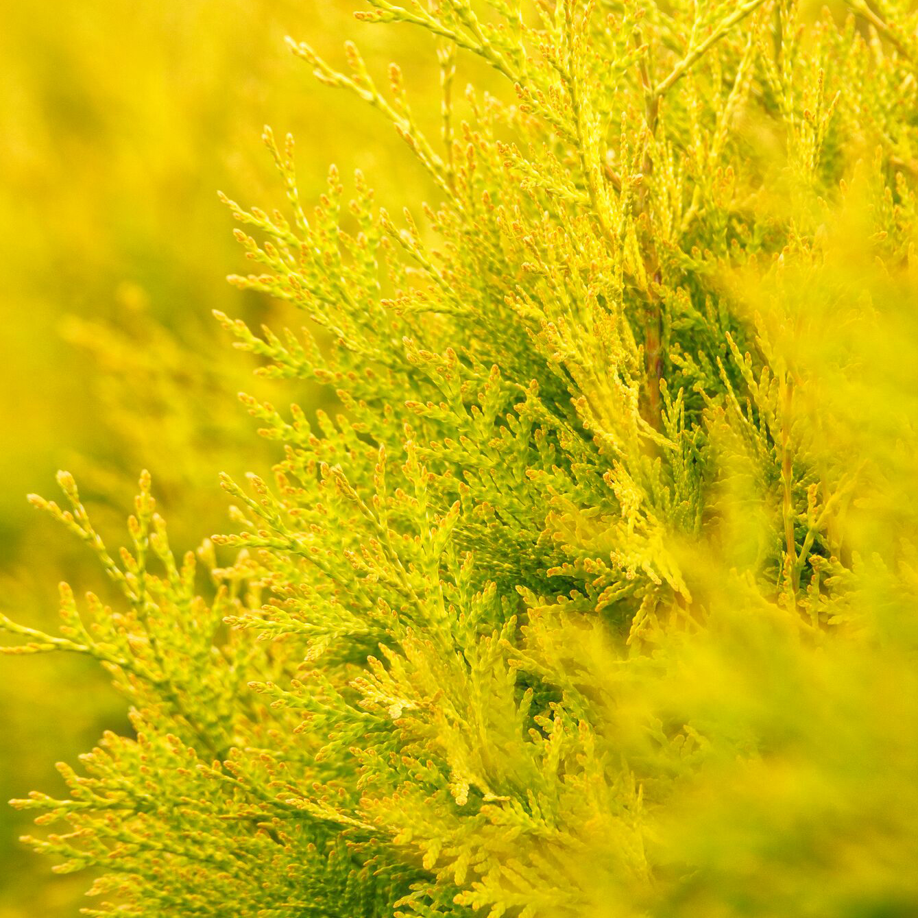 bright yellow arborvitae foliage