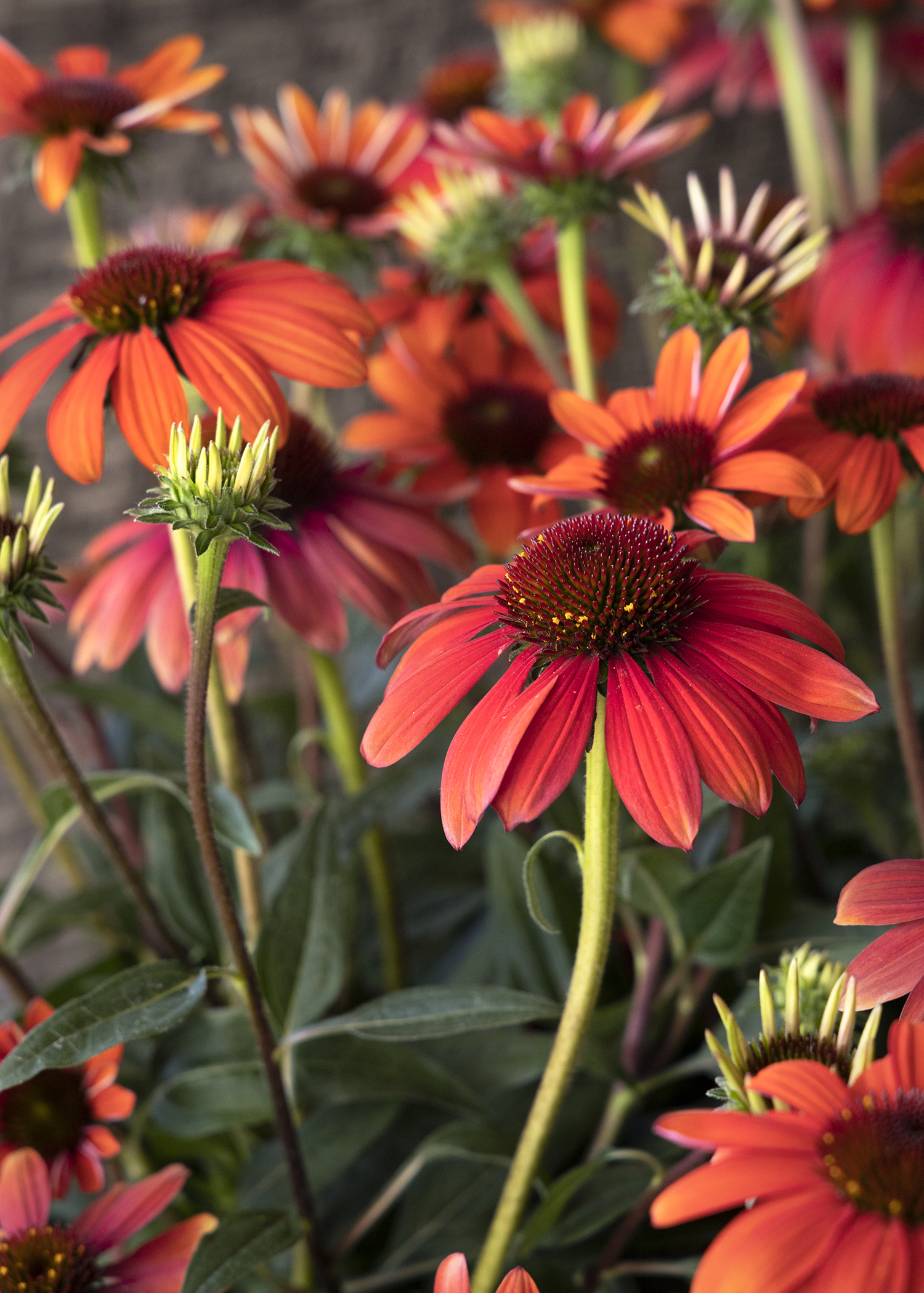 red and orange coneflowers