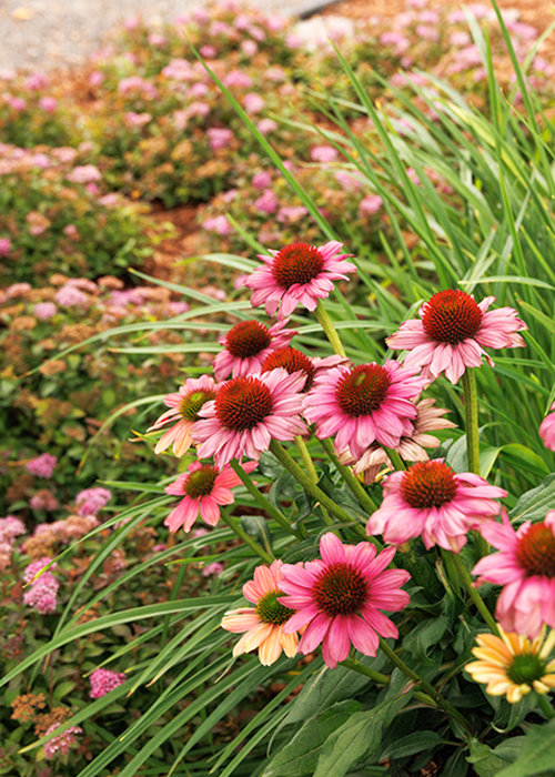 coneflowers in garden