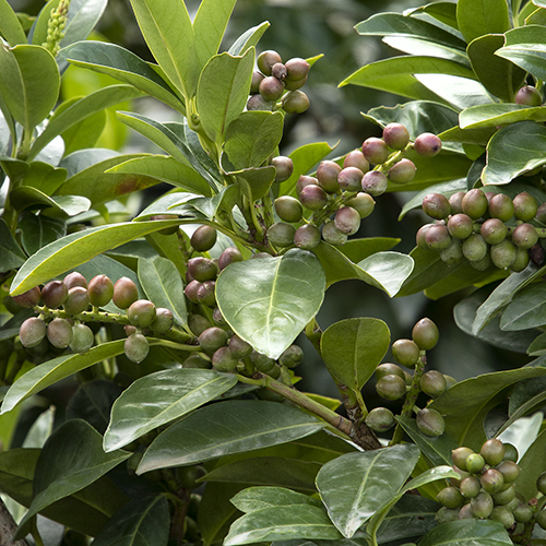 green leaves and fruit of cherry laurel