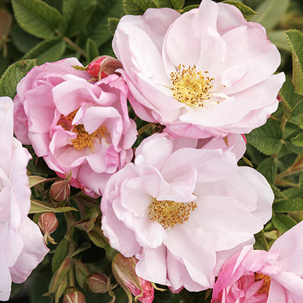 seaside swirl blush rugosa rose