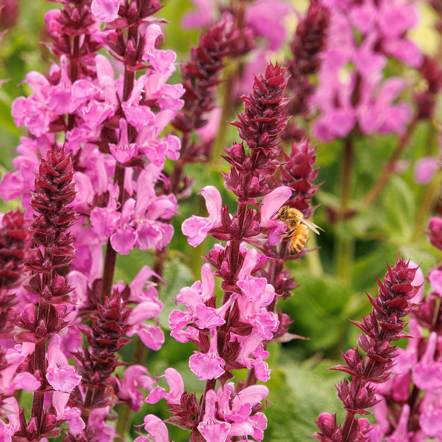 rose-pink salvia blooms