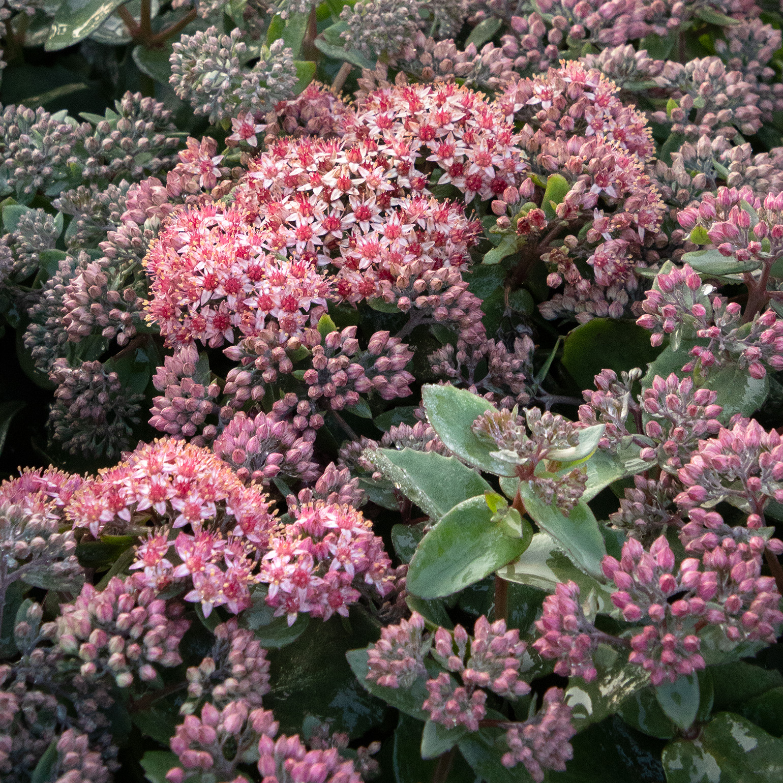 purple sedum flowers