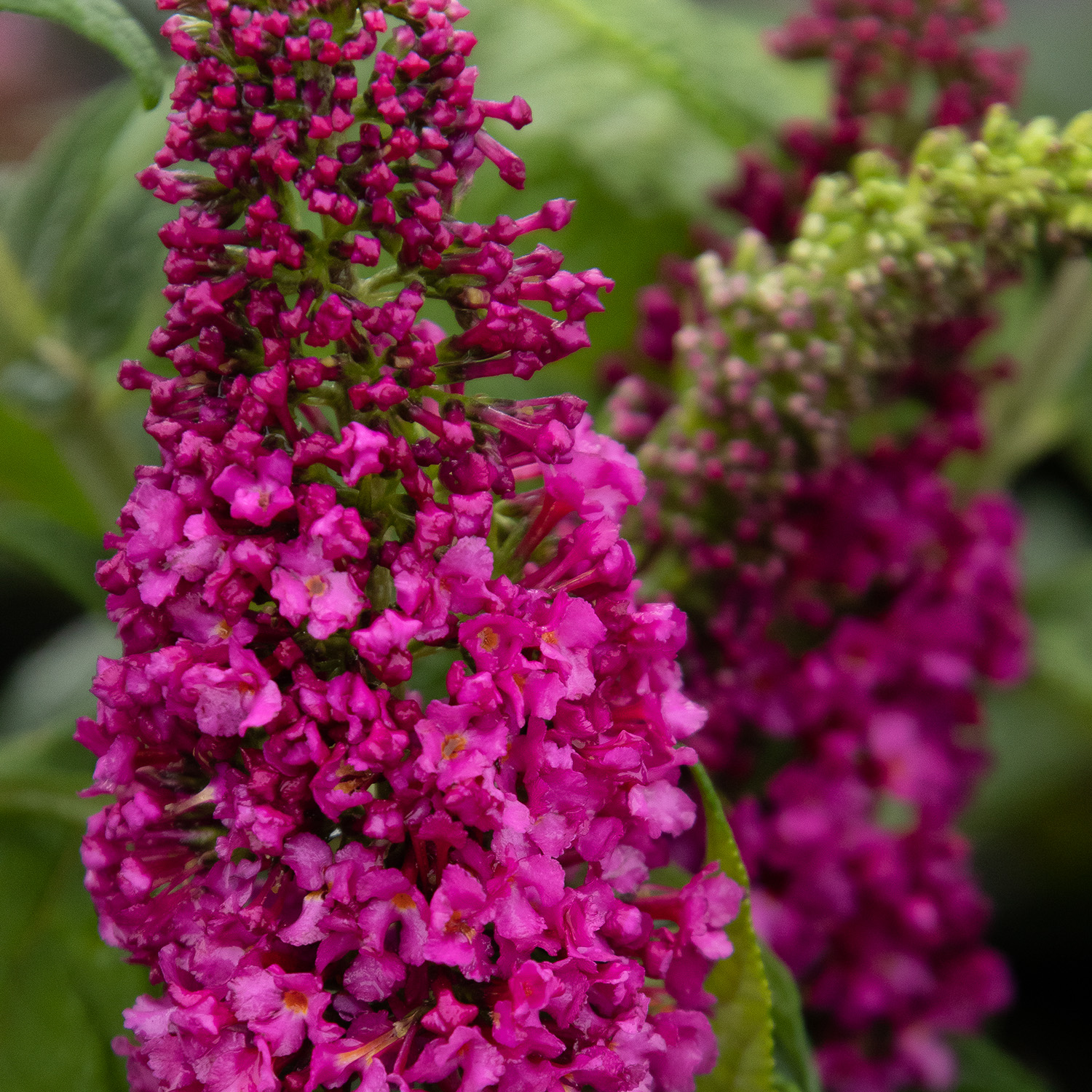 magenta butterfly bush flower