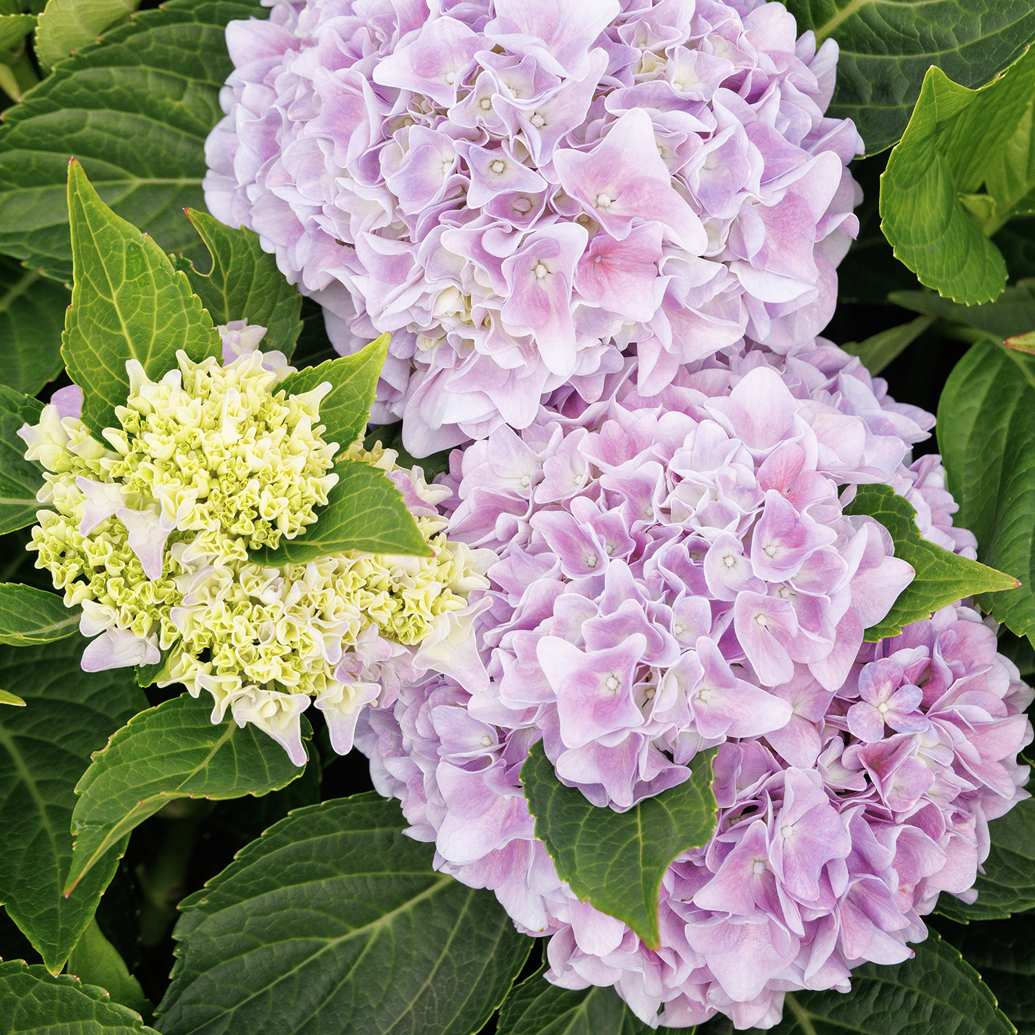 Seaside Serenade® Kitty Hawk Hydrangea Image
