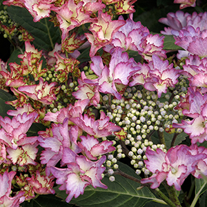 Seaside Serenade® Crystal Cove Hydrangea Image