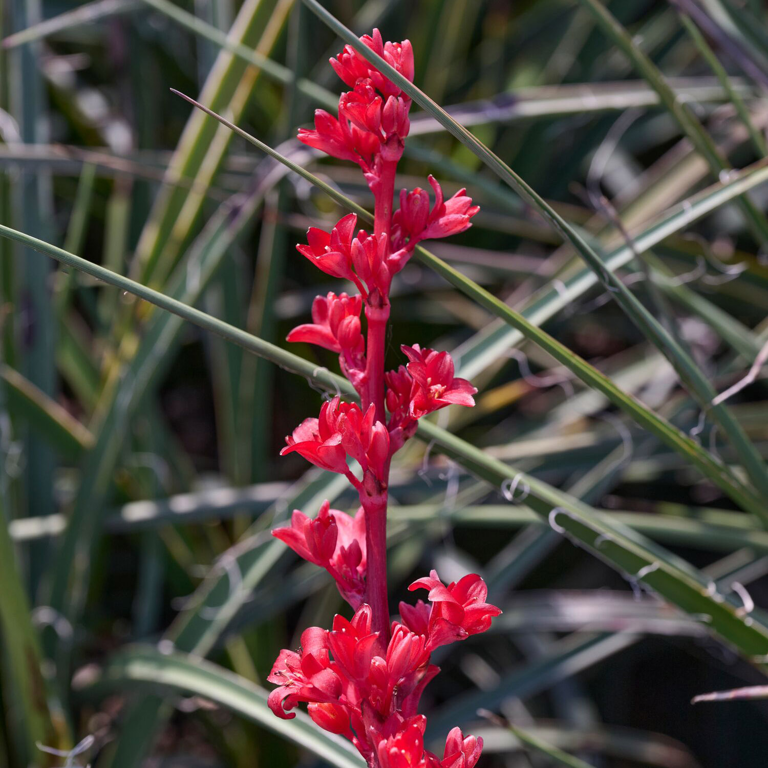 red flower spike