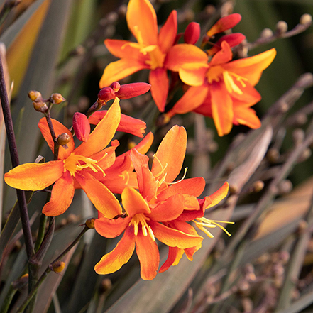 44028_Crocosmia_GHF01_8880MNC_1__1