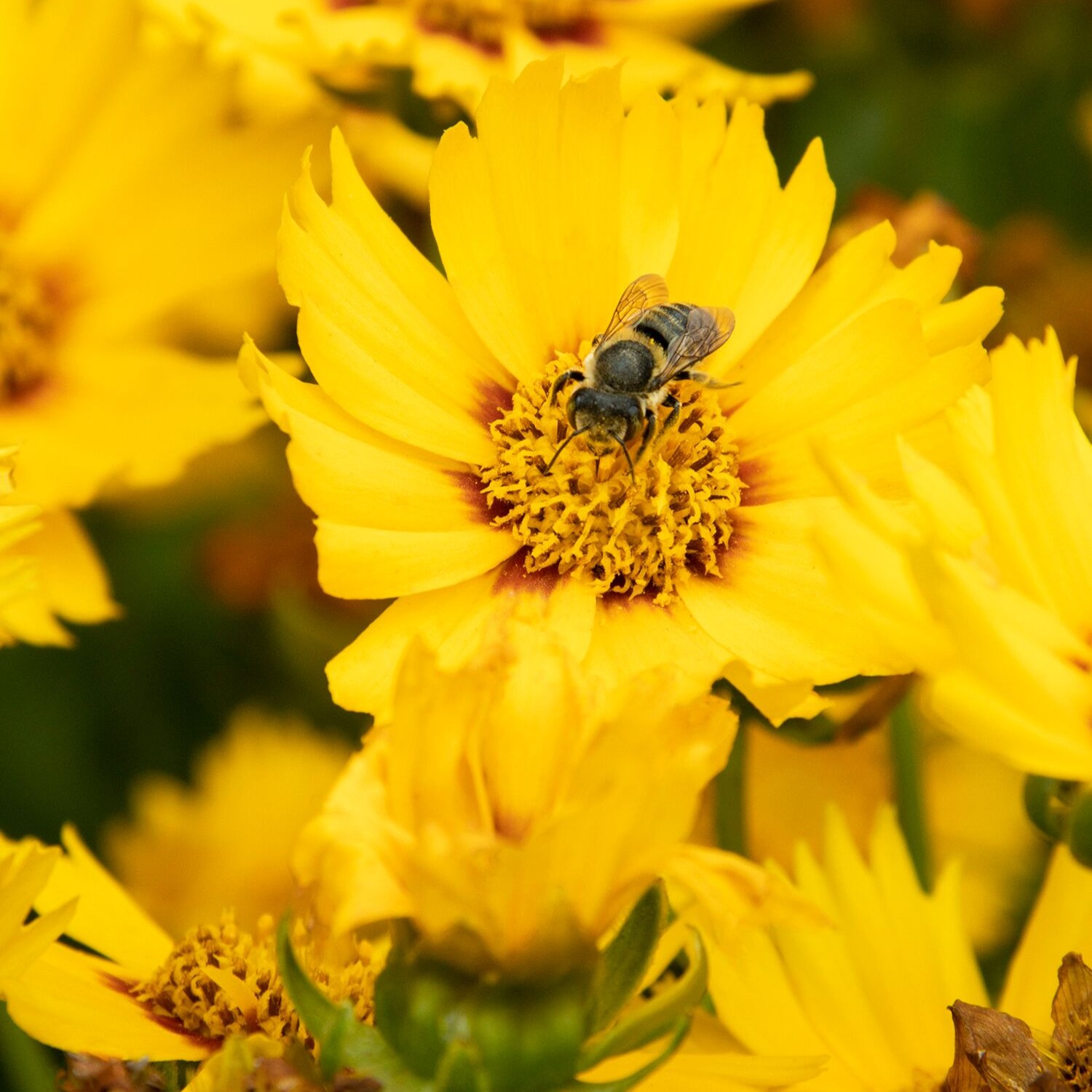 yellow coreopsis flowers with a bee