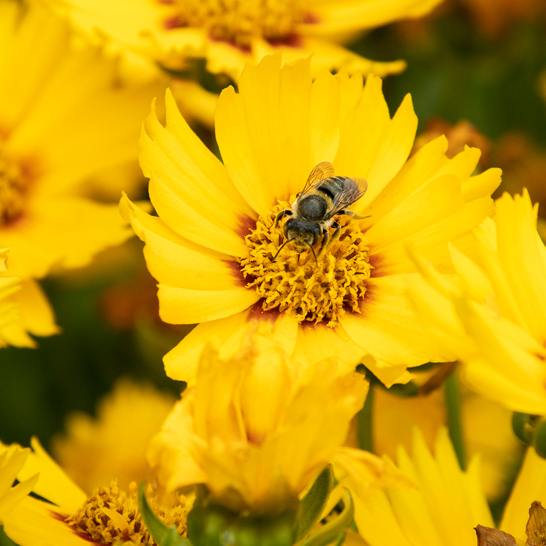yellow gold coreopsis flowers with a bee